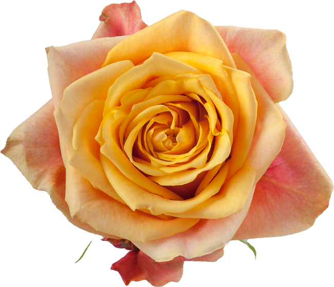 Rose CherryBrandy 60cm rprima