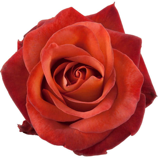 Rose Coffee Break 60cm rprima