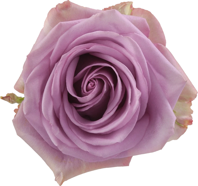 Rose Cool Water 70cm rprima