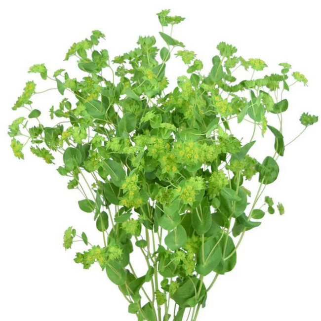 Buplerum esmeralda supx