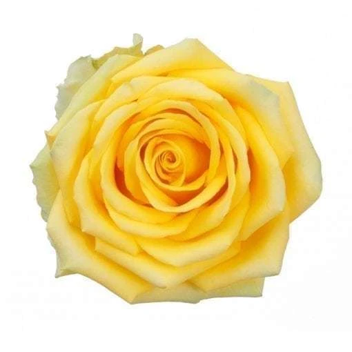 Rose High&Exotic 70cm rprima