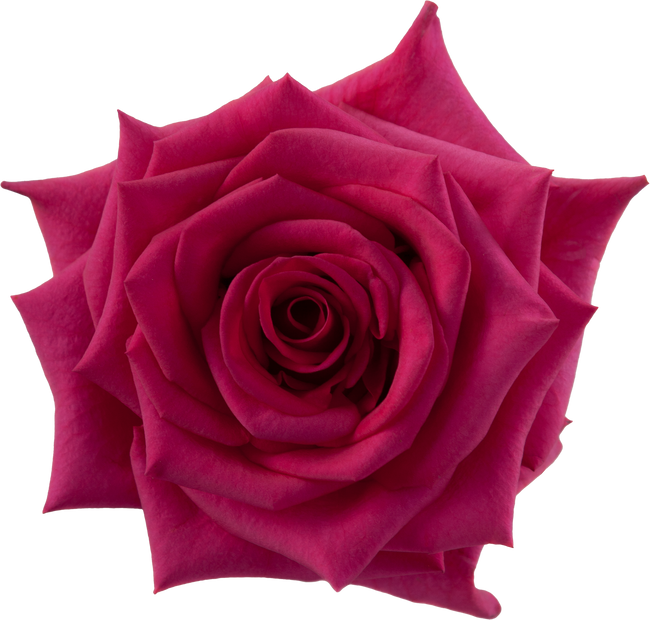 Rose HotParis 50cm rprima