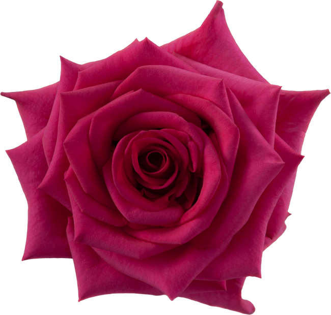 Rose HotParis 50cm r.prima