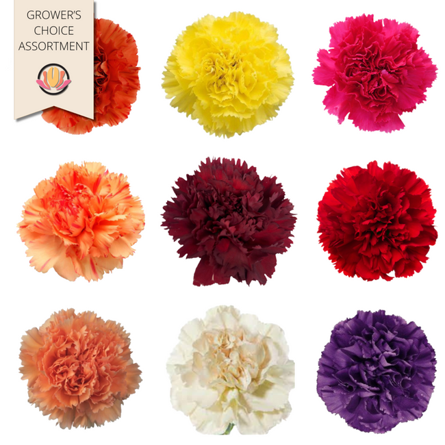 Carn Sel Asst fall(175pk) bmark