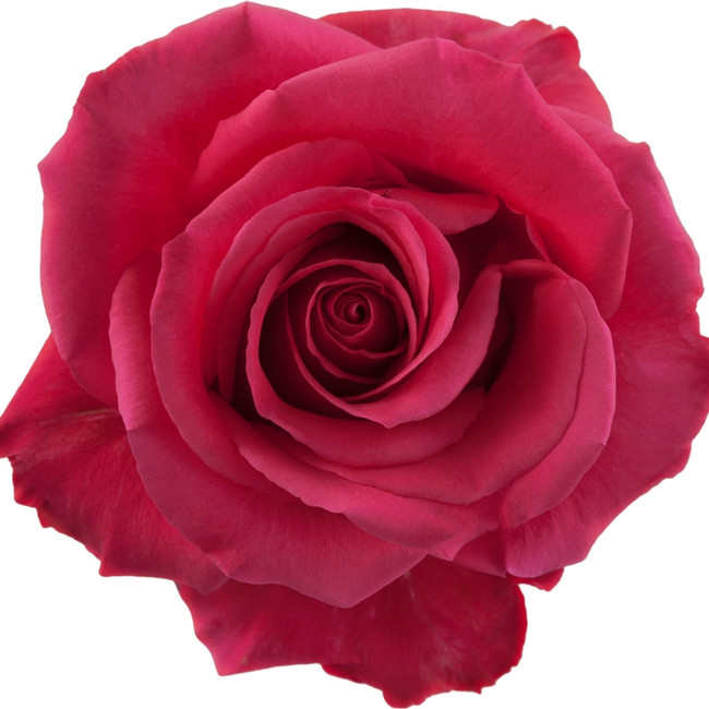 Rose Pink Floyd 70cm rprima