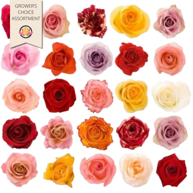 Rose Asst 60cm(100case)rprima.