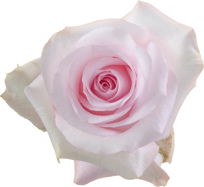 Rose SweetAkito 50cm rprima