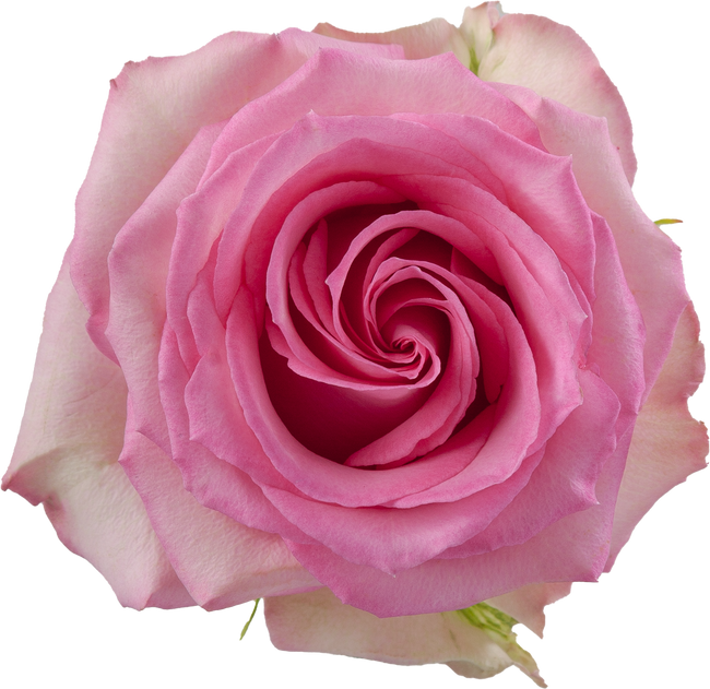 Rose SweetUnique 50cm rprima