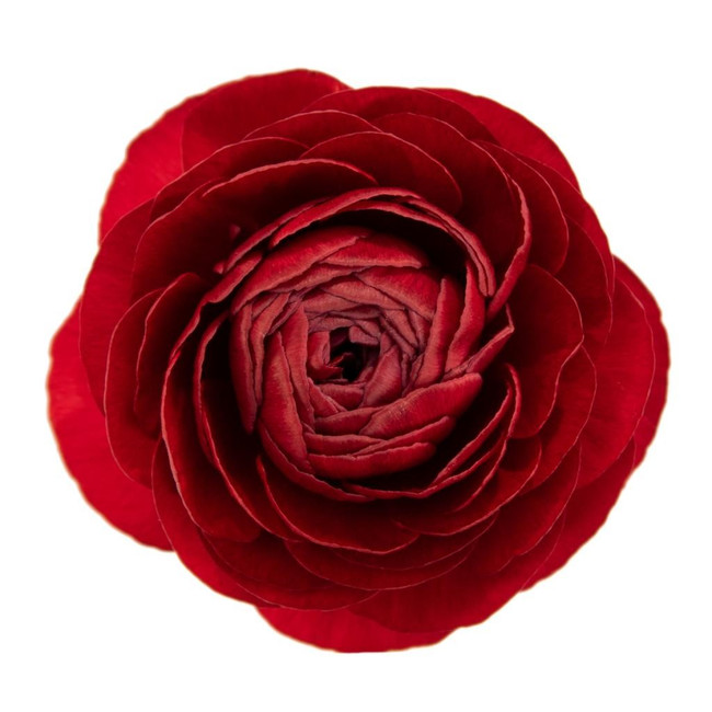 Ranunculus Red rio  sel