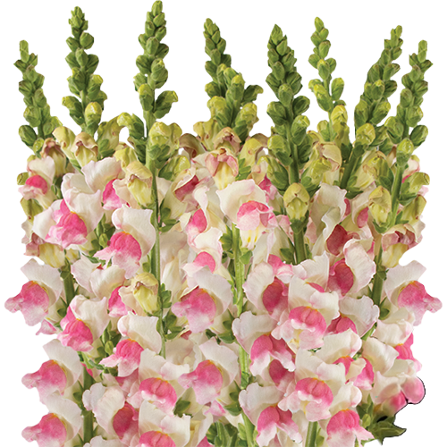 Snapdragon Lg. Apple can.