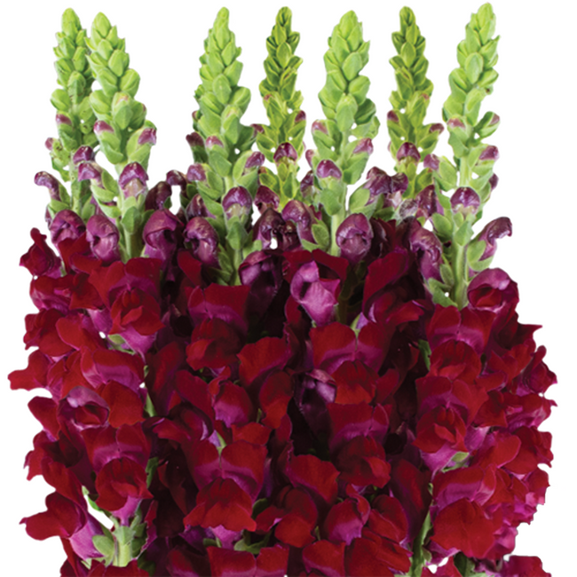 Snapdragon Lg. Burgundy can.