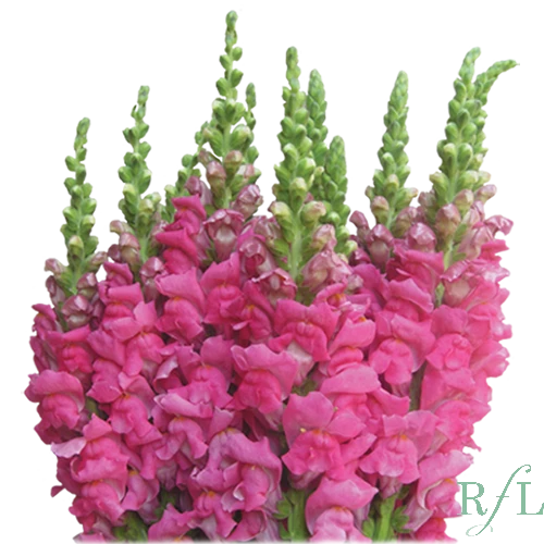 Snapdragon Lg. CherryRose can.