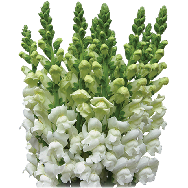 Snapdragon Lg. White can.