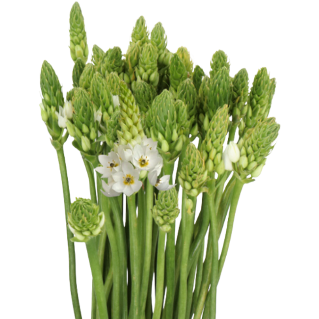 StarOfBethlehem White holl.