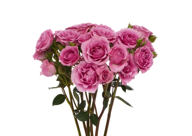 RoseSpray BlueMoon rfi