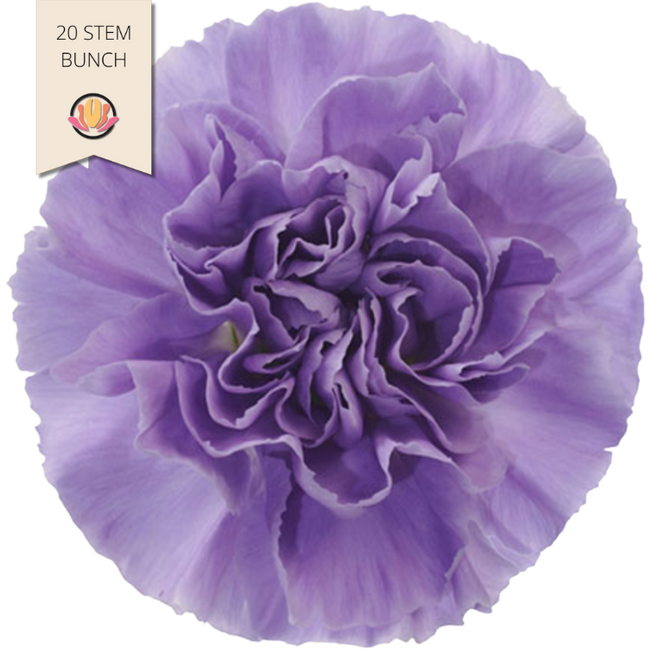 Carn. Moonaqua(20Stm.)gall.