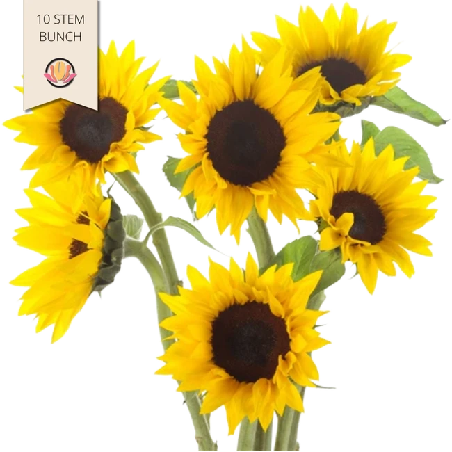 Sunflower Mini.  Misty(10stm)