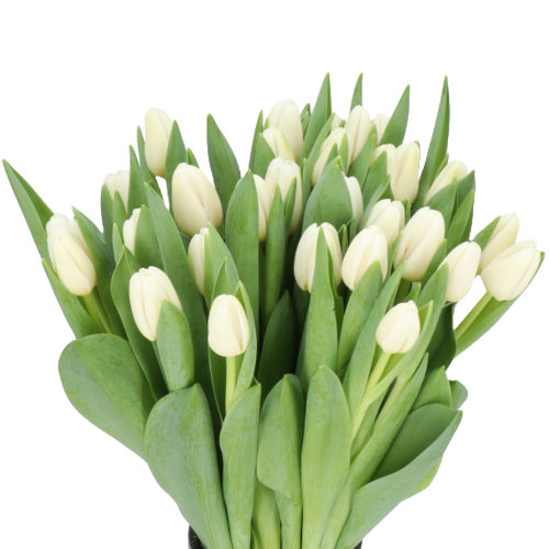 Tulip Antartica holl 40cm xtra