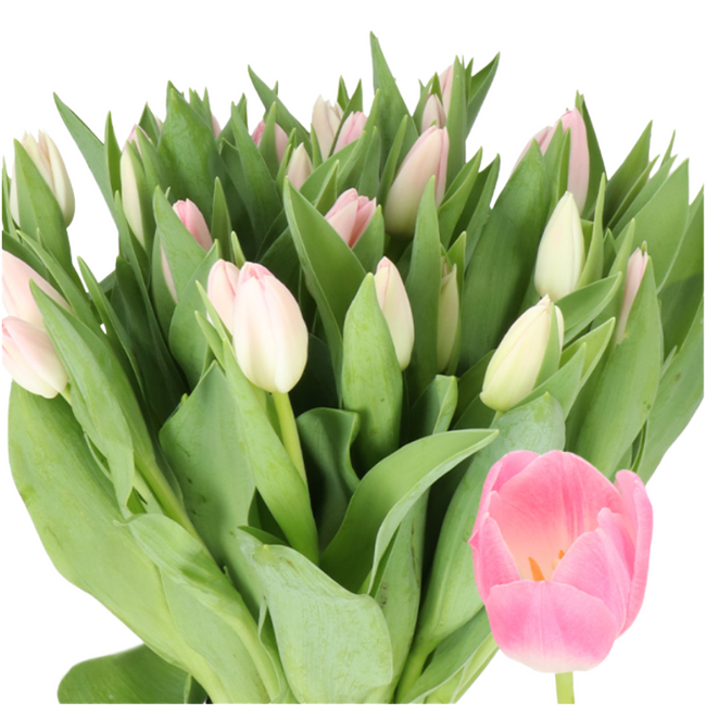 Tulip Dynasty holl xtra
