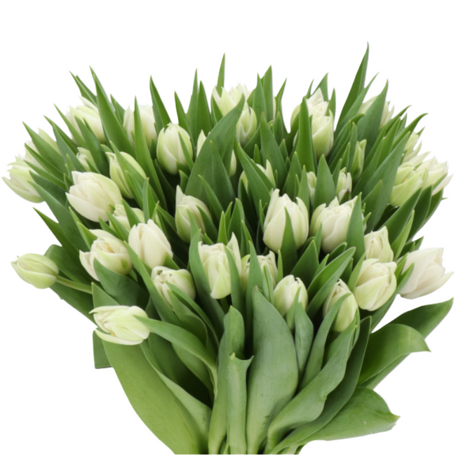 Tulips dbl monterino holl