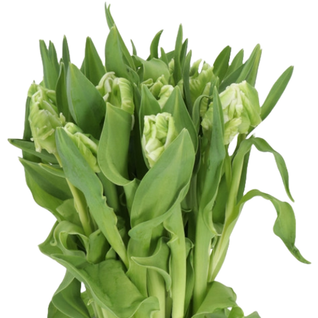 Tulip Parrot Super holl