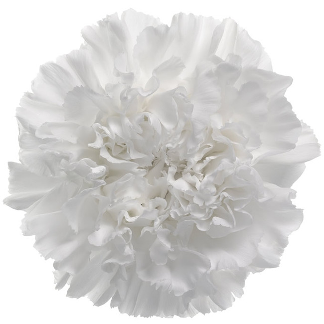 Carn. Sel. White b.mark