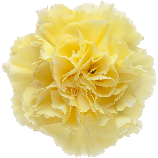 Carn Sel Yellow Bmark