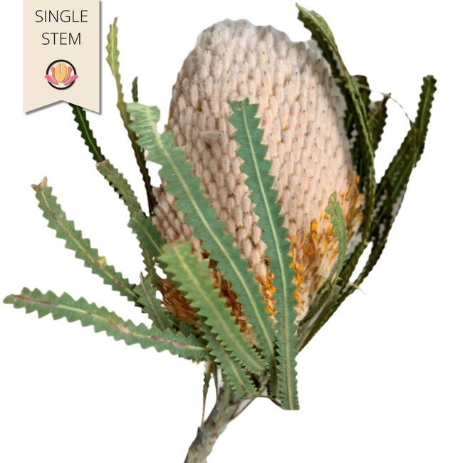 Banksia fbi(st)