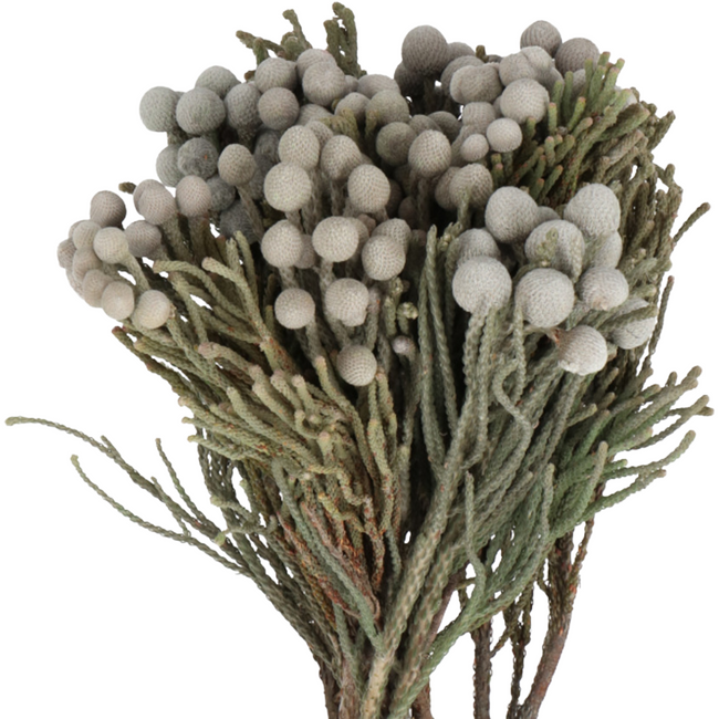 Brunia Silver  holex