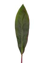 TI leave green var
