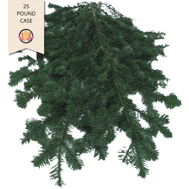 5019 Silver Fir Boughs x 25 lbs