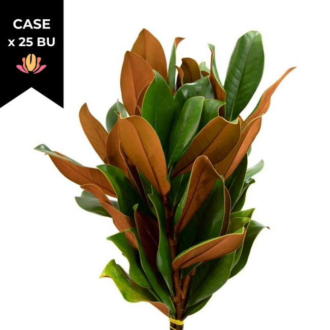 Magnolia Tips (x25 bu case)