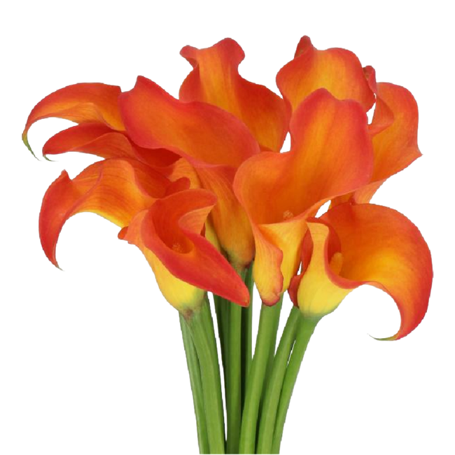 Calla Callista org holl