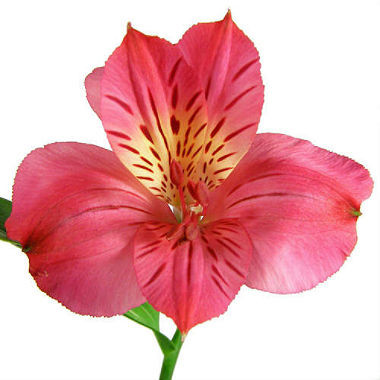 Alstro. Hot Pink gdns sel