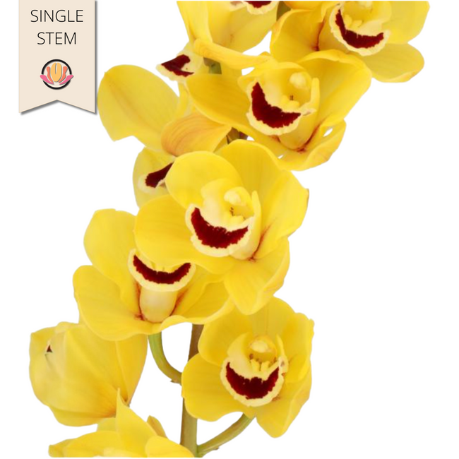 Cymbidium Mini Golden Boy (stem), Holex