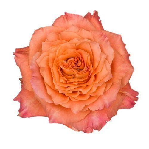 Rose FreeSpirit 60/70cm rprima
