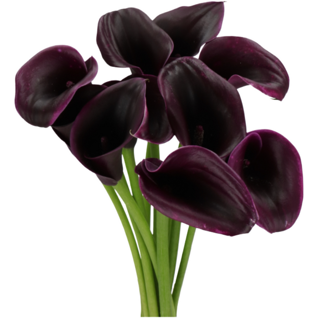 Calla Cantor holl