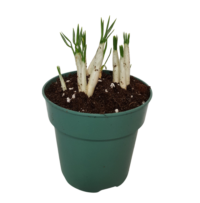 4" BLOOMING CROCUS