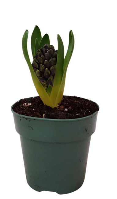 4" BLOOMING HYACINTH