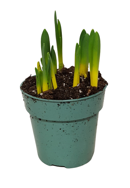 4" BLOOMING MINI DAFFODIL