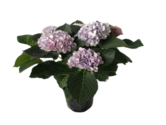 6" BLOOMING 5 BLOOM HYDRANGEA