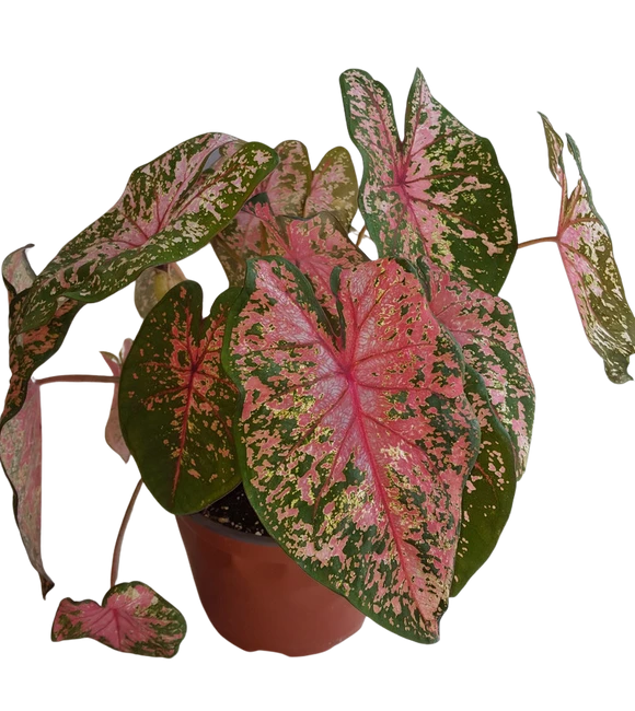 6" BLOOMING CALADIUM