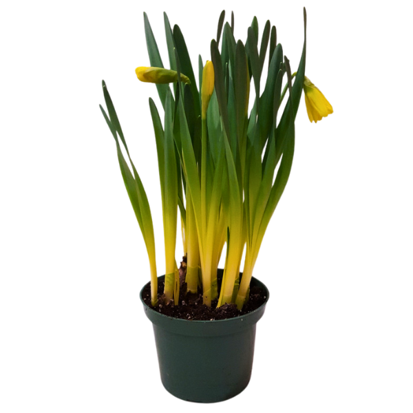 6" BLOOMING DAFFODIL