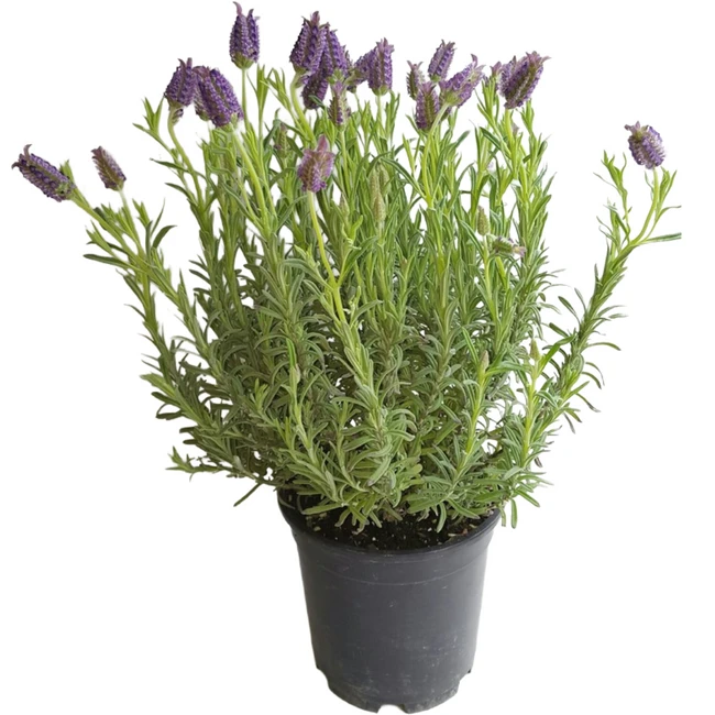 6" BLOOMING LAVENDER