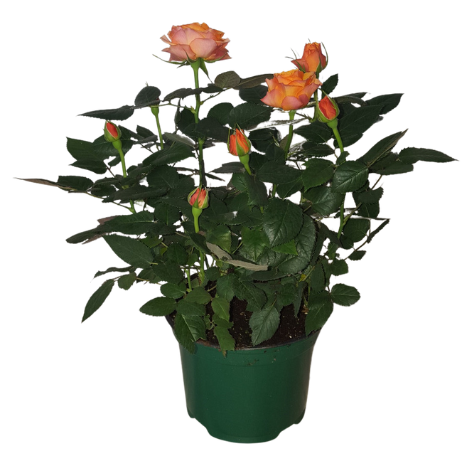 6" BLOOMING MINI ROSE