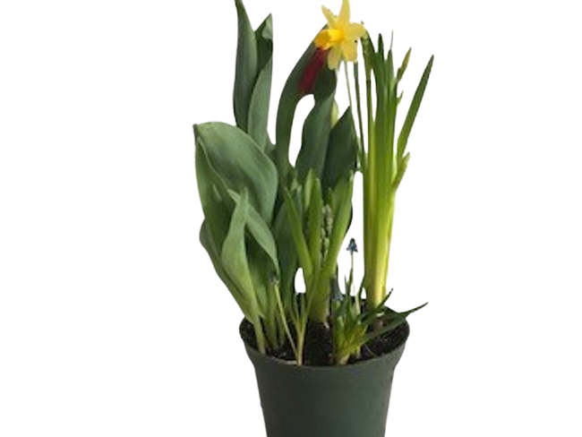 6" BLOOMING SPRING GARDEN