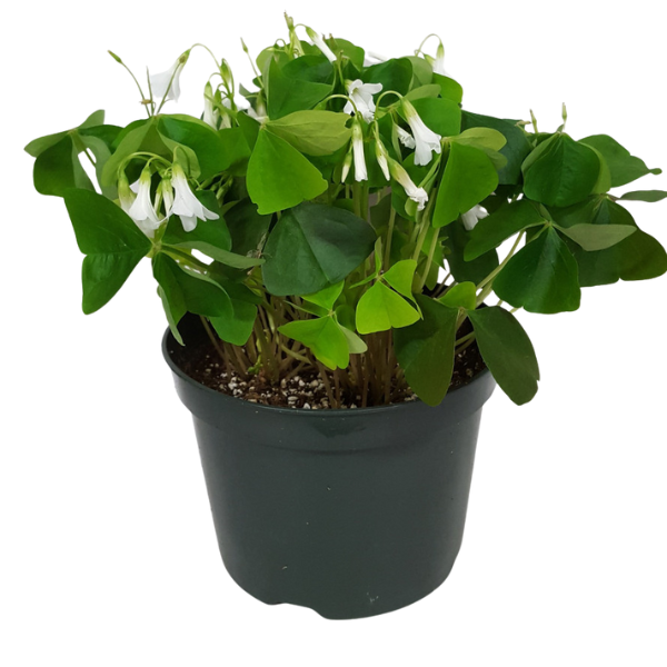 6" POTTED GREEN OXALIS