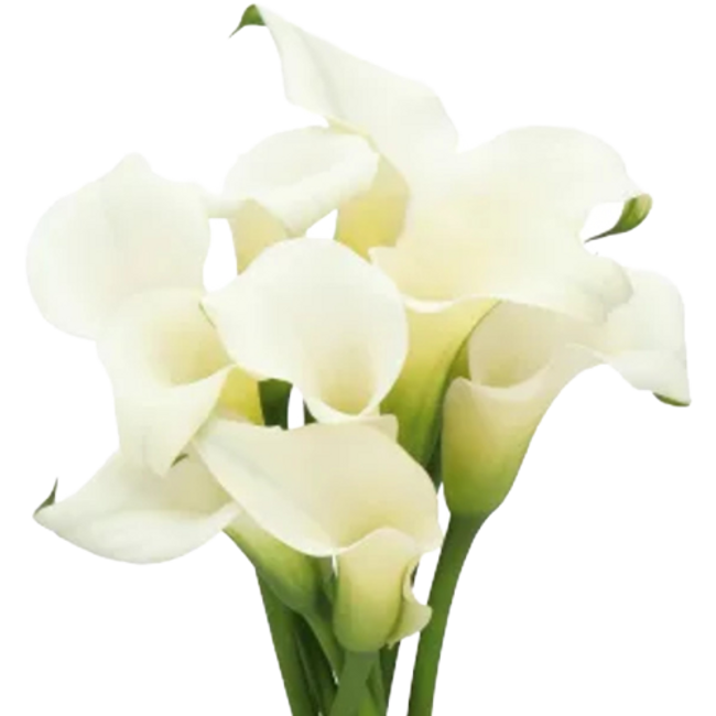 Calla CrystalBlush holl