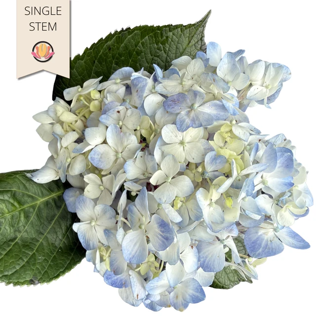 Hydrangea Blue sole(STEM)