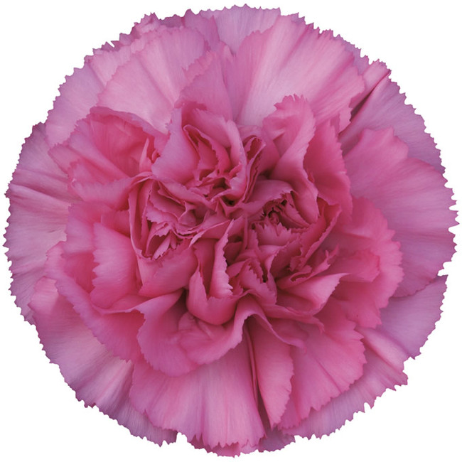 Carn. Sel. Lavender(25st) bmark